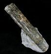 Free-Standing Fossil Baculite - Pierre Shale #22795-1